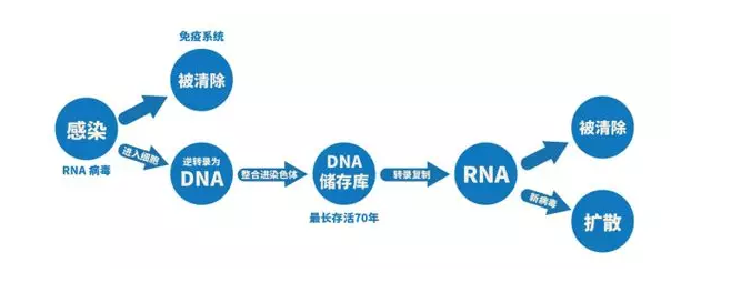 HIV病毒感染人体生成机制图