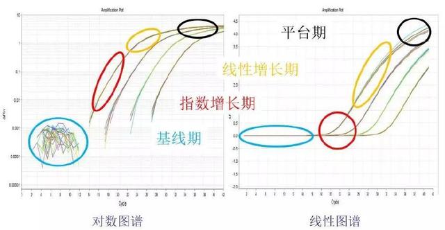 图2 扩增图谱与扩增阶段