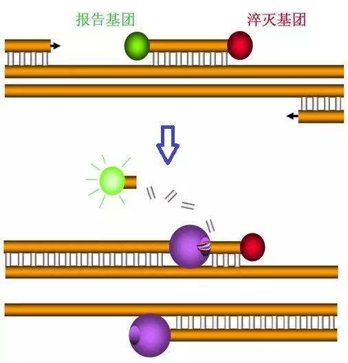 图5 PCR扩增与荧光信号的收集（探针法）