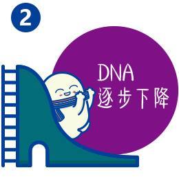 DNA逐步下降
