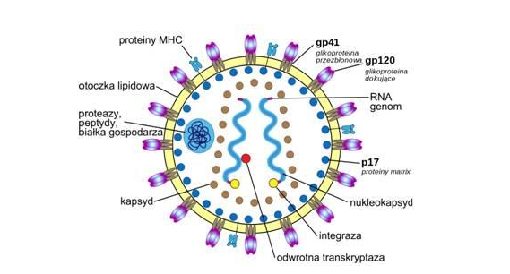 HIV病毒库检测新方法