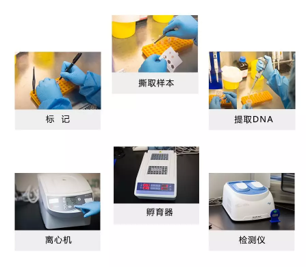 2.对合格的干血斑样本进行规范检测