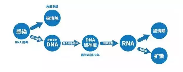 阻断药如何能达到阻断的目的，实际上跟HIV病毒感染人体的过程有关。