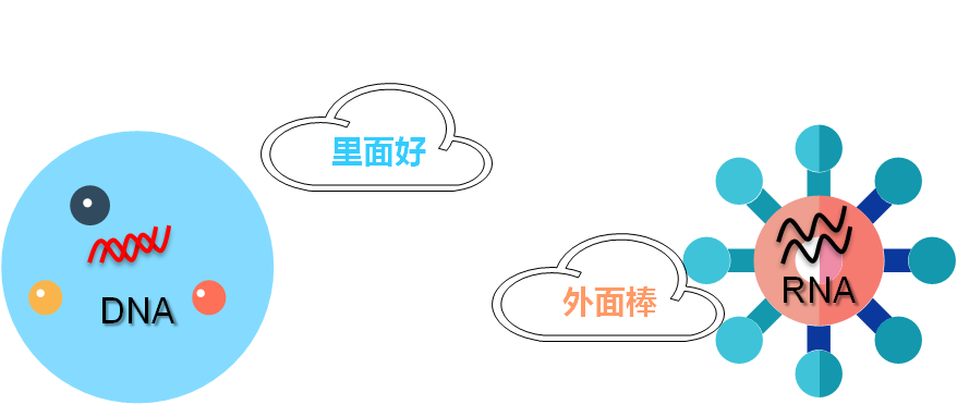 从所处位置上来讲，一个在细胞外面，一个在细胞里面。