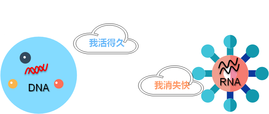 吃了抗病毒药物后，RNA会快速减少直至检测不到，而DNA比较顽固，下降速度比较缓慢。