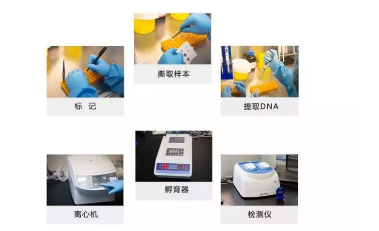 标记、撕取样本、提取DNA、离心机、孵育器、检测仪
