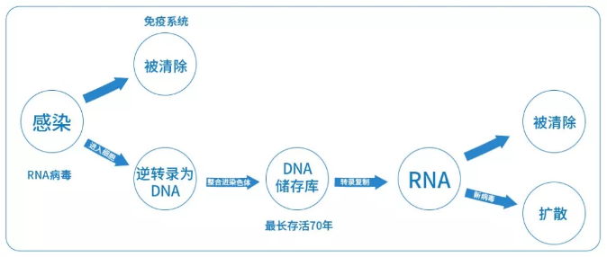 病毒复制生成机制