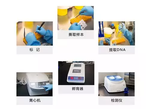 对合格的干血斑样本进行规范检测