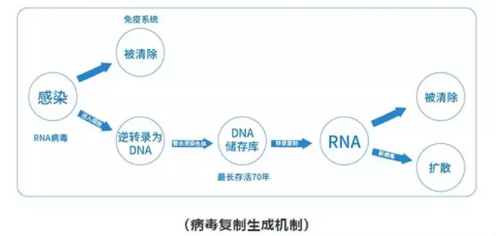 病毒复制生成机制