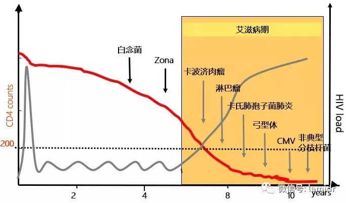 机会性感染与免疫功能的相关性