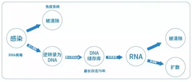 病毒复制生成机制