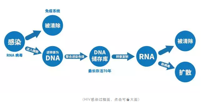HIV在人体细胞内的感染过程