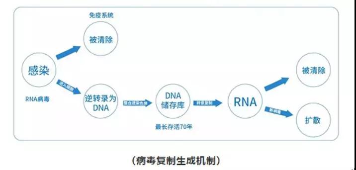病毒复制生成机制