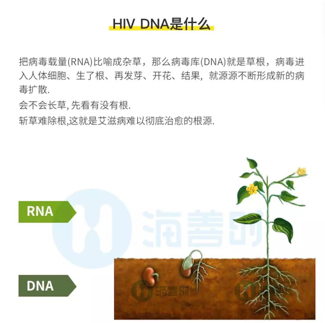 HIV DNA是什么