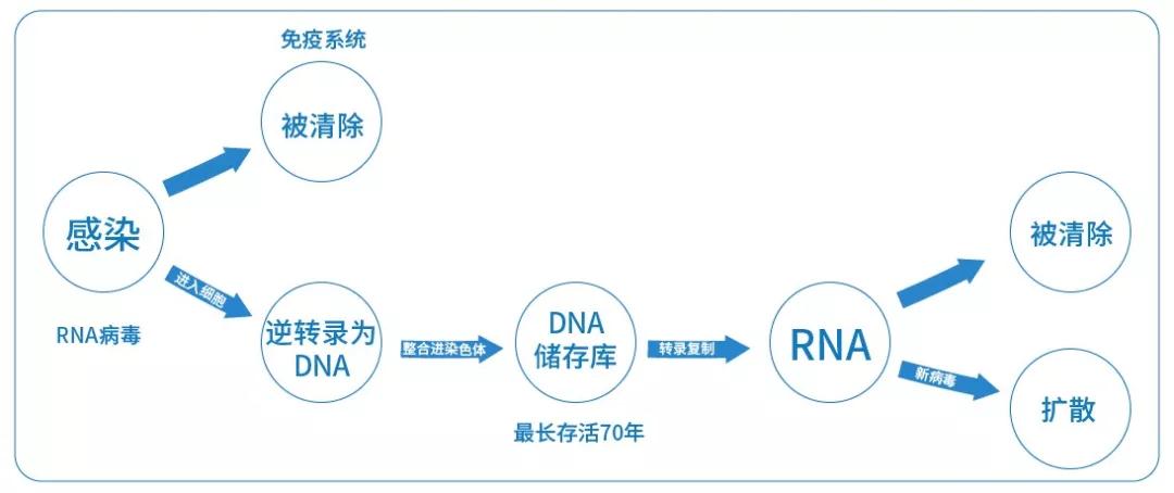 HIV DNA一旦形成可源源不断的产生HIV病毒