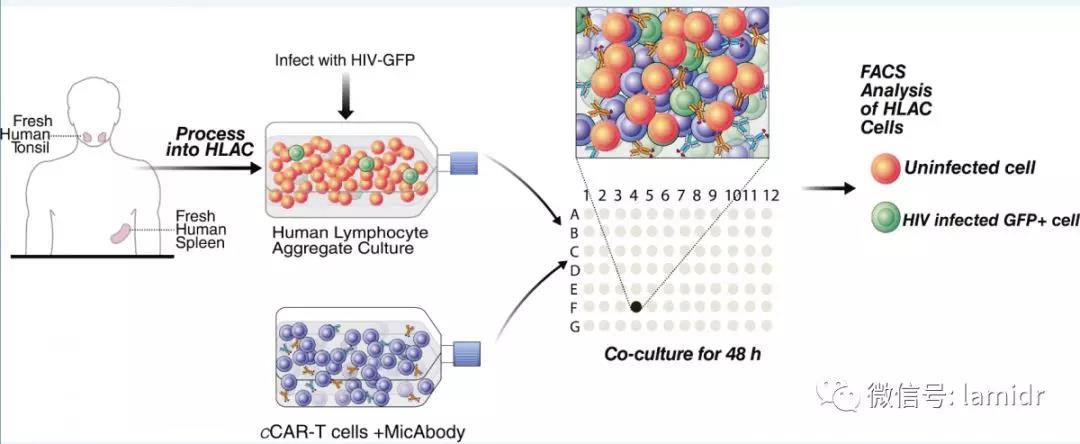 特异性杀伤HIV感染的原代CD4+ T淋巴细胞