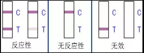 图 4 艾滋病自我检测的检验结果示例