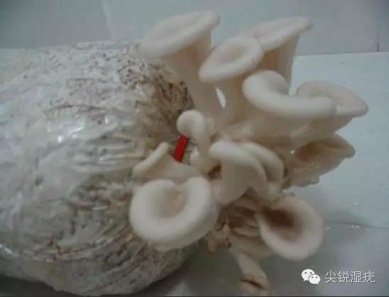 皮肤里的病毒当做蘑菇的菌