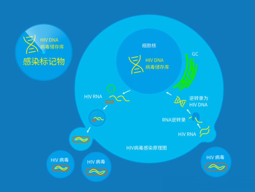 HIV病毒感染原理示意图