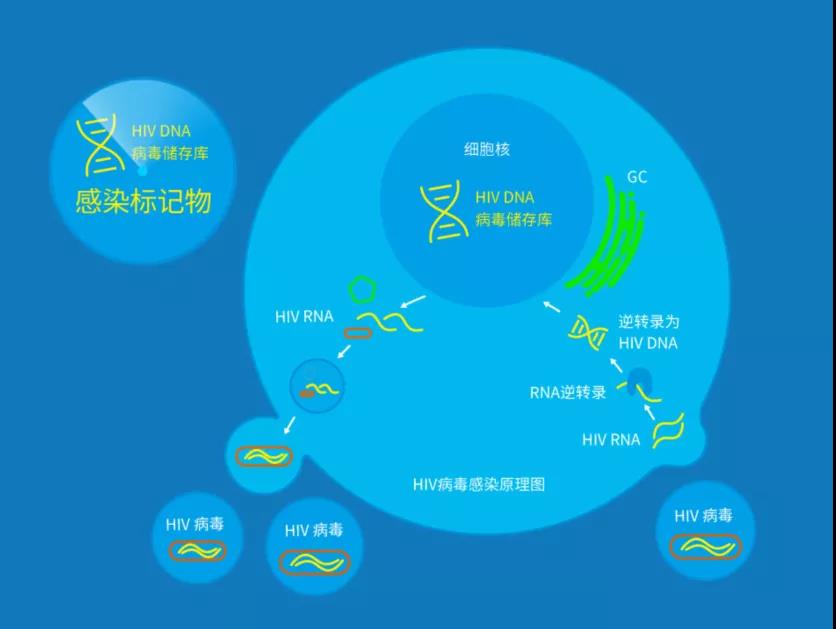 HIV病毒感染原理示意图